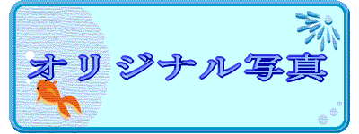 �I���W�i���B�e��